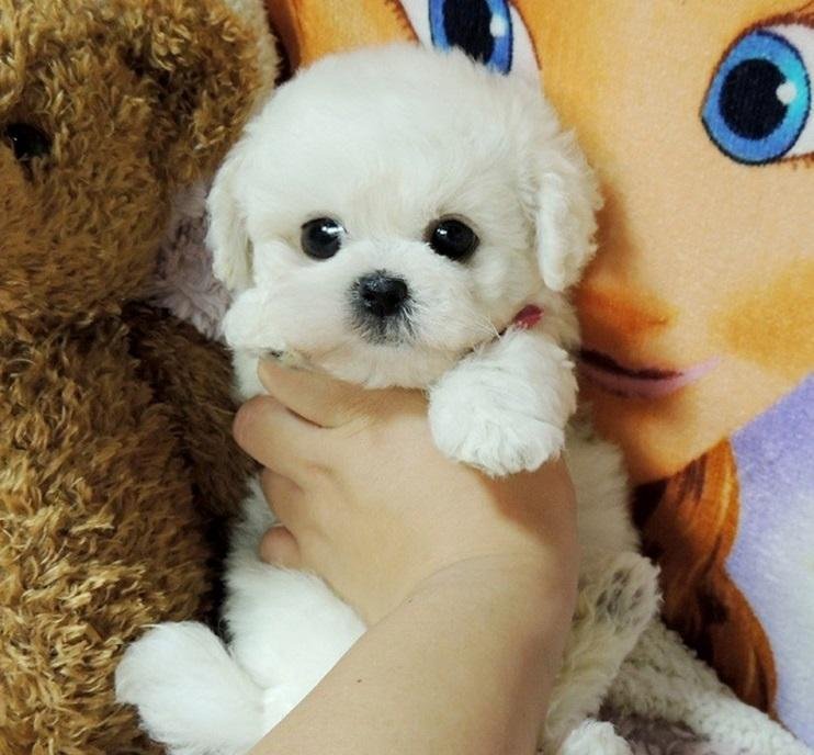 emma recuero realistic teddy dog