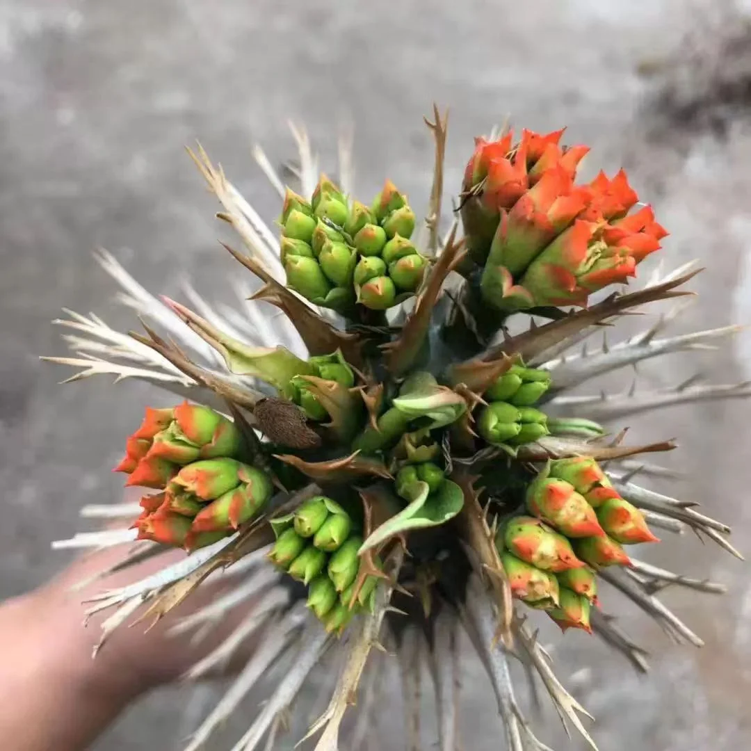 937.Euphorbia bergeri height 10-13cm/Caudex/ Succulent plants / Garden landscape / Carefully select healthy plants