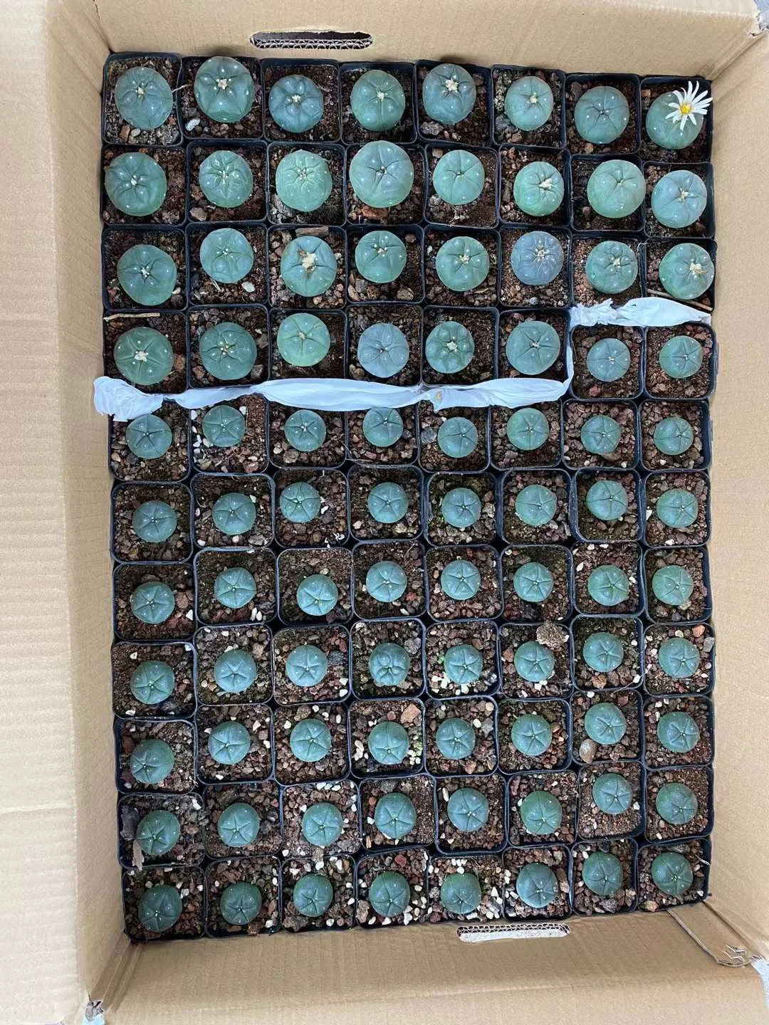 plant Aeonium Echeveria Haworthia  Caudex  Lithops Cactus  Agave 