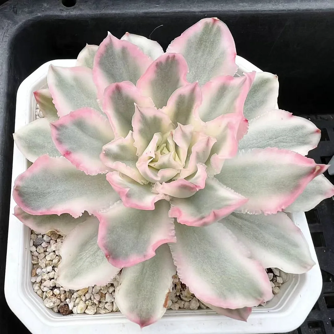 727. Purple Butterfly var. single head 4-5cm / Echeveria