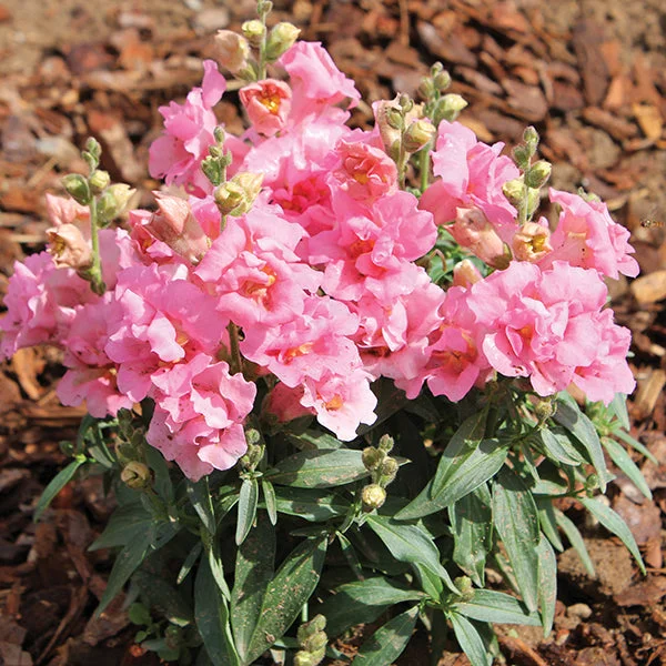 Antirrhinum Twinny Rose F1 Seeds