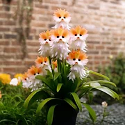 to plant a garden is to believe in tomorrow To Plant a Garden is To Believe in Tomorrow / Flower Stencil – WallCutz  Crafts main image 0