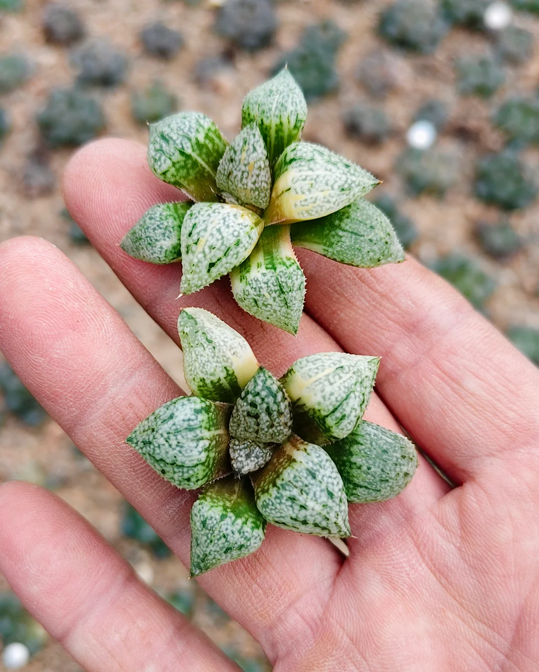 plant Aeonium Echeveria Haworthia  Caudex  Lithops Cactus  Agave 