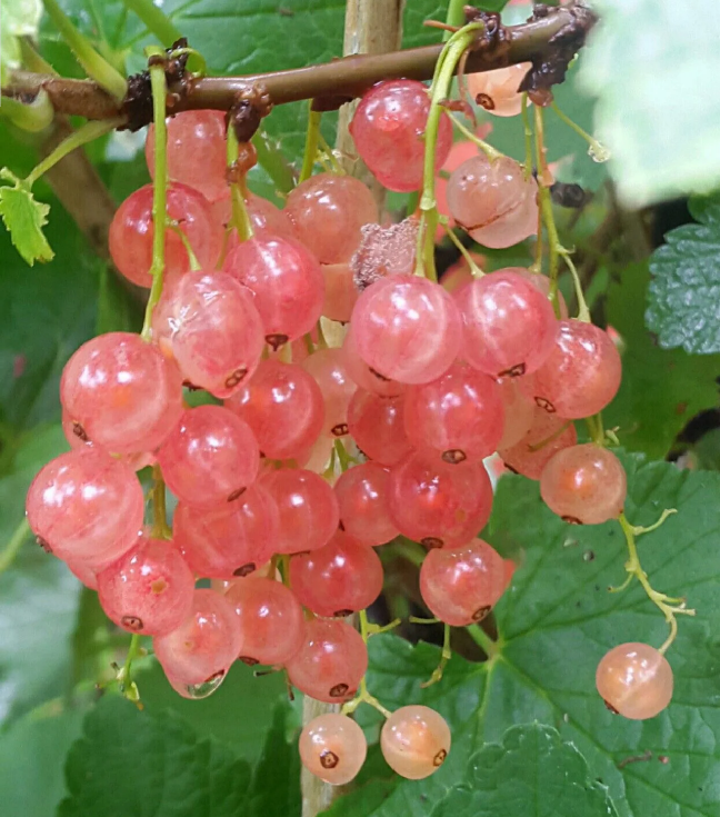 画材 Gooseberry d0b3716be1a12941f0d0fb3b1625e7