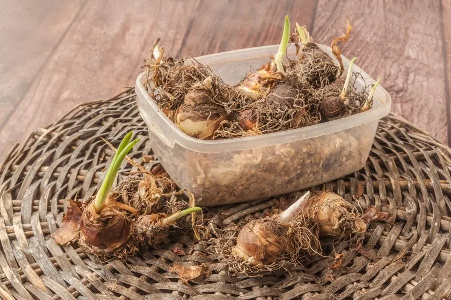 Growing lily bulbs
