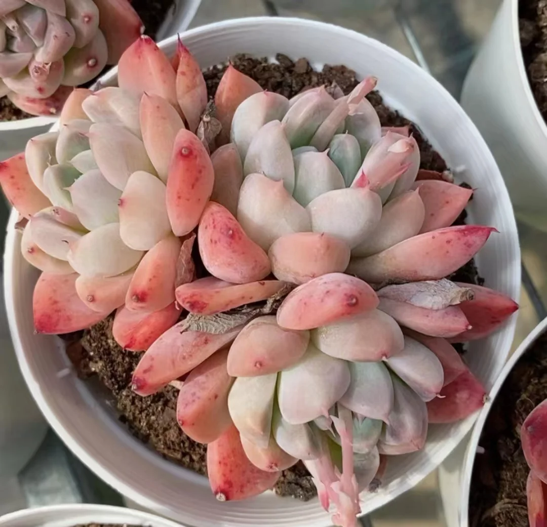 472.Echeveria Albanese. single head and cluster/ Echeveria  / Succulent plants / Garden landscape / Carefully select healthy plants