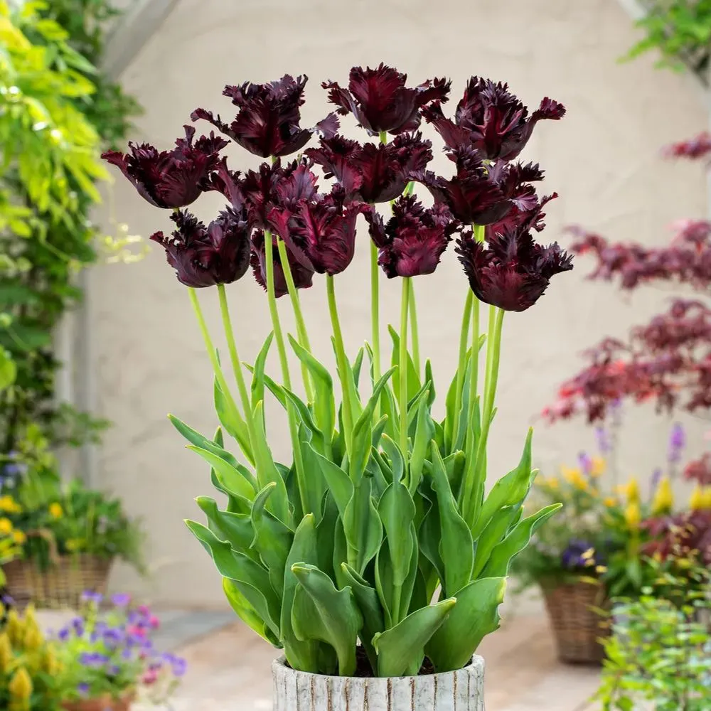 Black Parrot Tulip Seeds