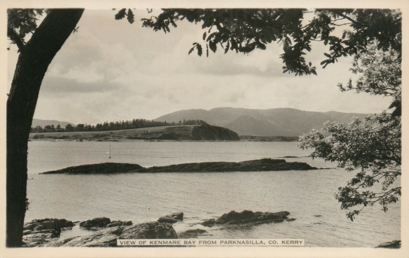 View of Kenmare Bay From Parknasilla Co. Kerry Real Photo Poster painting RPPC Postcard