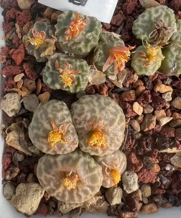 plant Aeonium Echeveria Haworthia  Caudex  Lithops Cactus  Agave 
