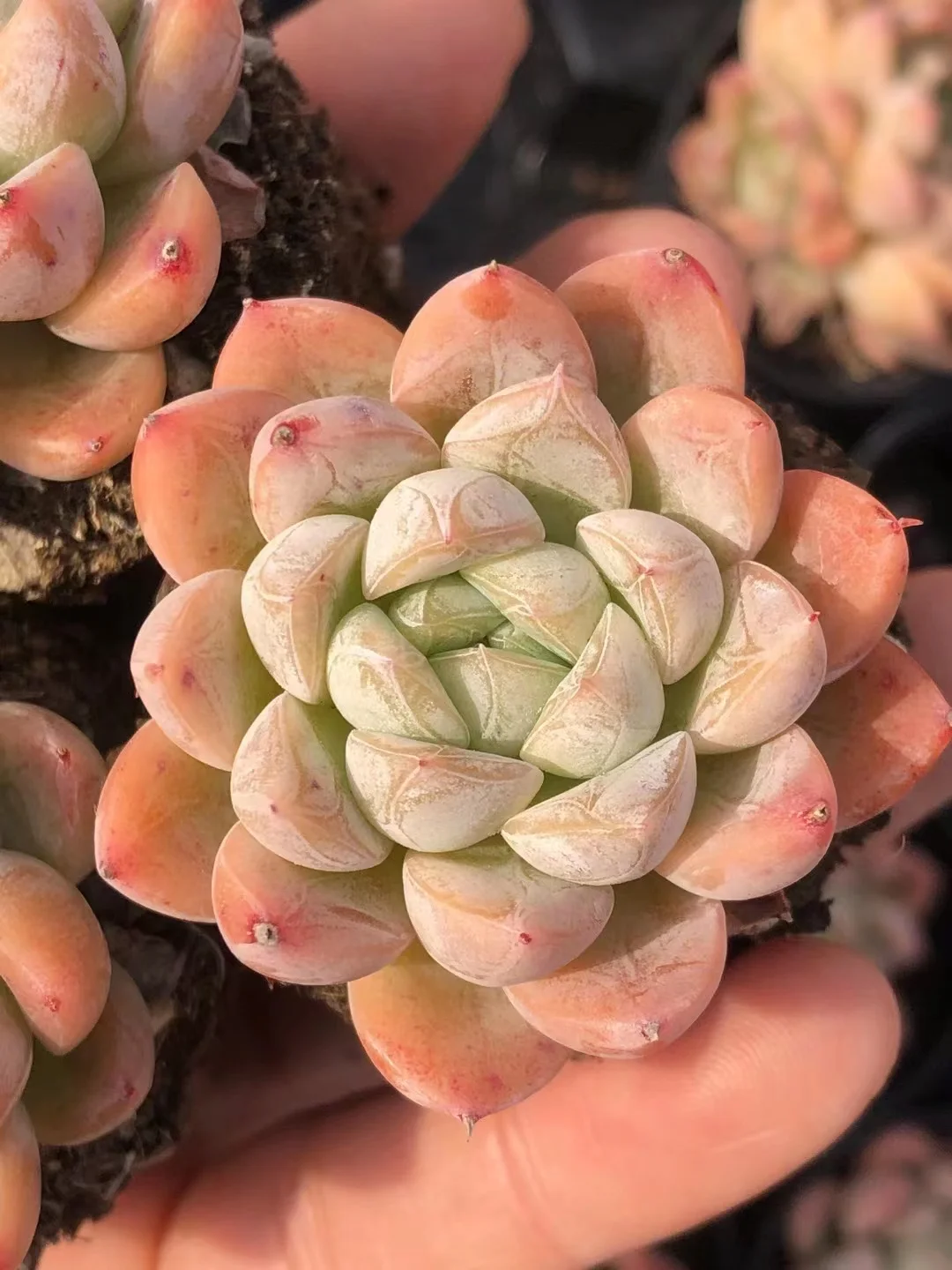 plant Aeonium Echeveria Haworthia  Caudex  Lithops Cactus  Agave 