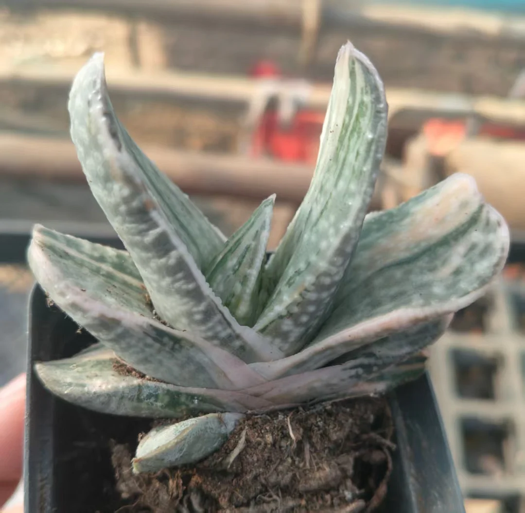onestock.Gasteriea armstrongii f.variegata 4cm/ Haworthia/ Succulent plants / Garden landscape / Carefully select healthy plants