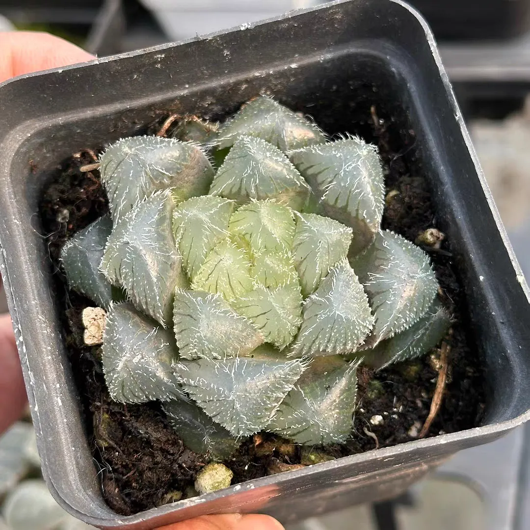 plant Aeonium Echeveria Haworthia  Caudex  Lithops Cactus  Agave 