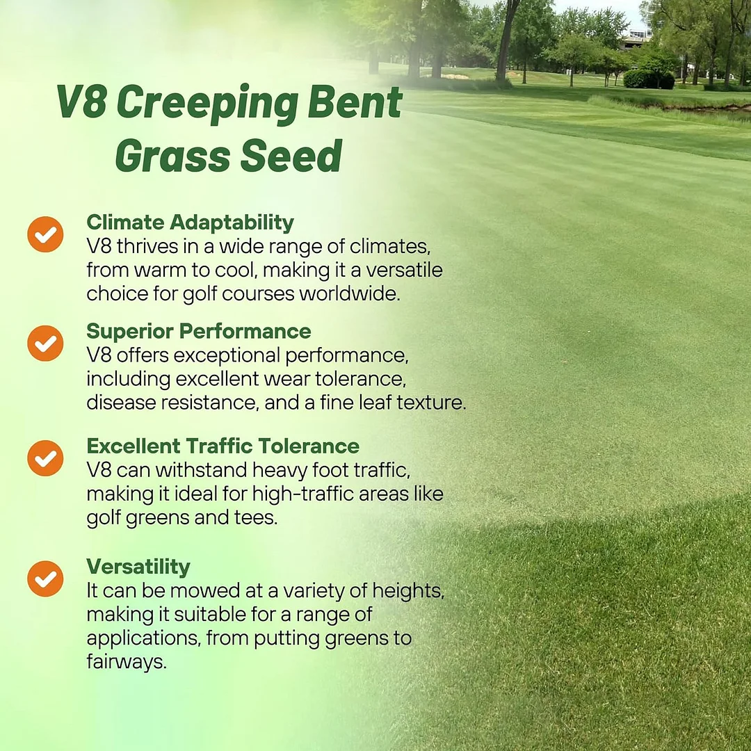 V8 Creeping Bent Grass
