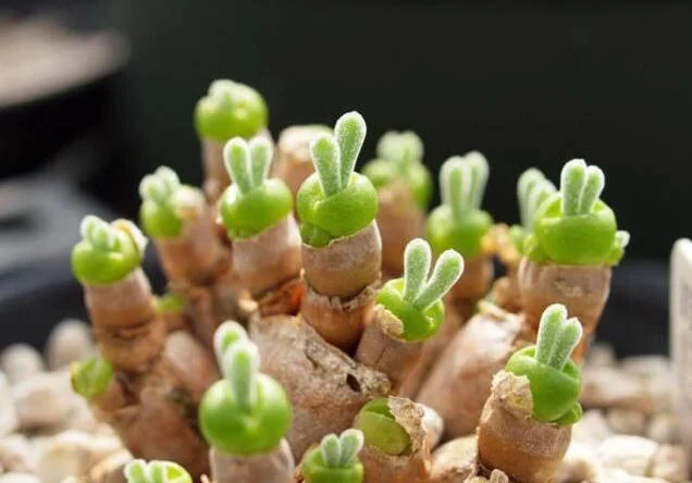 Rabbit Ear Succulent seeds, Rare succulent