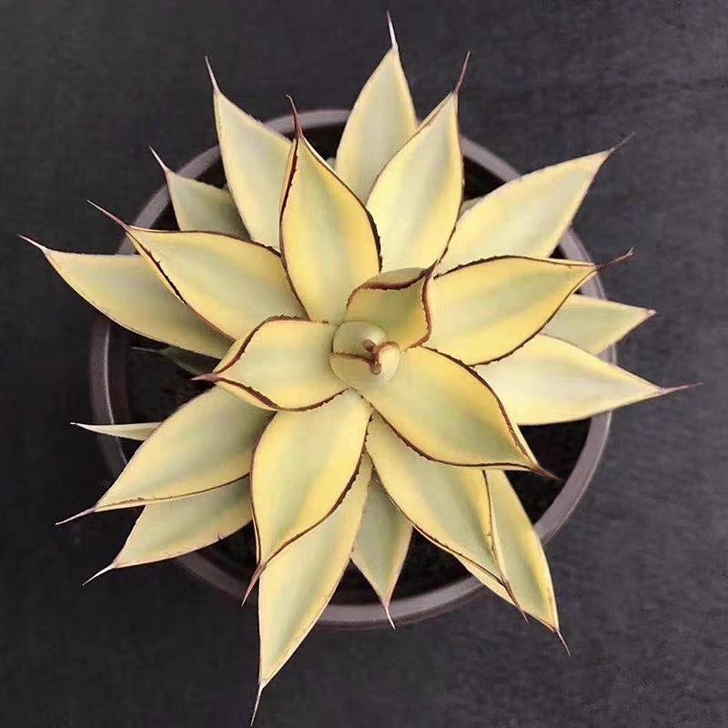 zwyw29.Agave burntburgundy 14cm/Agave plants / Succulent plants / Garden landscape / Carefully select healthy plants
