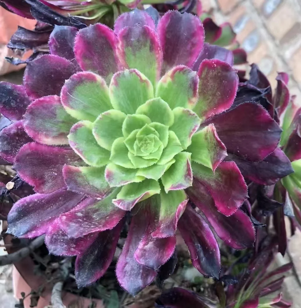 plant Aeonium Echeveria Haworthia  Caudex  Lithops Cactus  Agave 