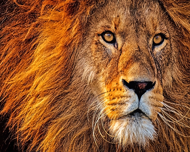 

Lion Head – Paint By Numbers - 40*50CM, 501 Original