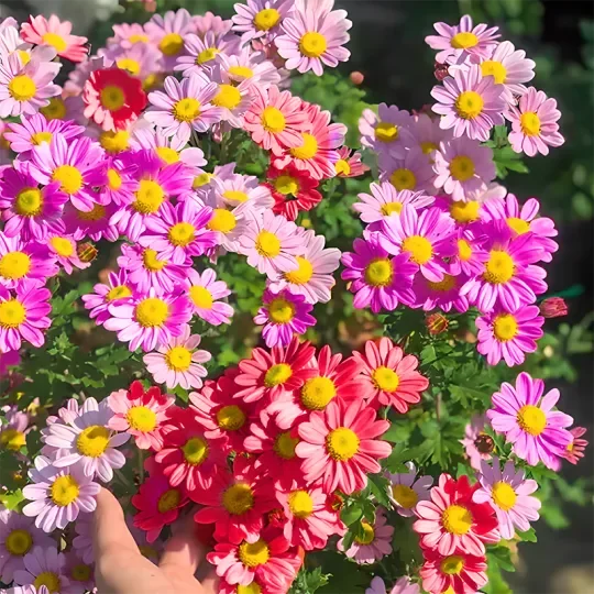 Last Day 60% OFF🌼 Pyrethrum Daisy Seeds (98% Germination)⚡Buy 2 Get Free Shipping