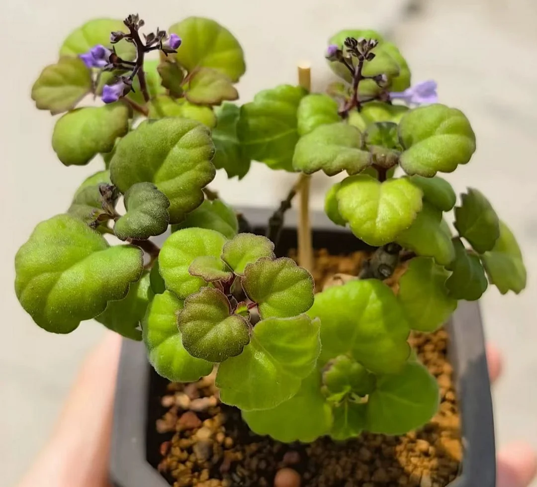 plant Aeonium Echeveria Haworthia  Caudex  Lithops Cactus  Agave 