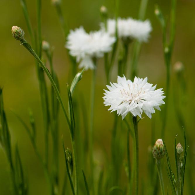 Cornflower Centaurea White Ball Flower | X 80 seeds