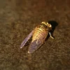 Purely Handmade Solid Copper Gold-plated Cicada Ornaments Collection Art