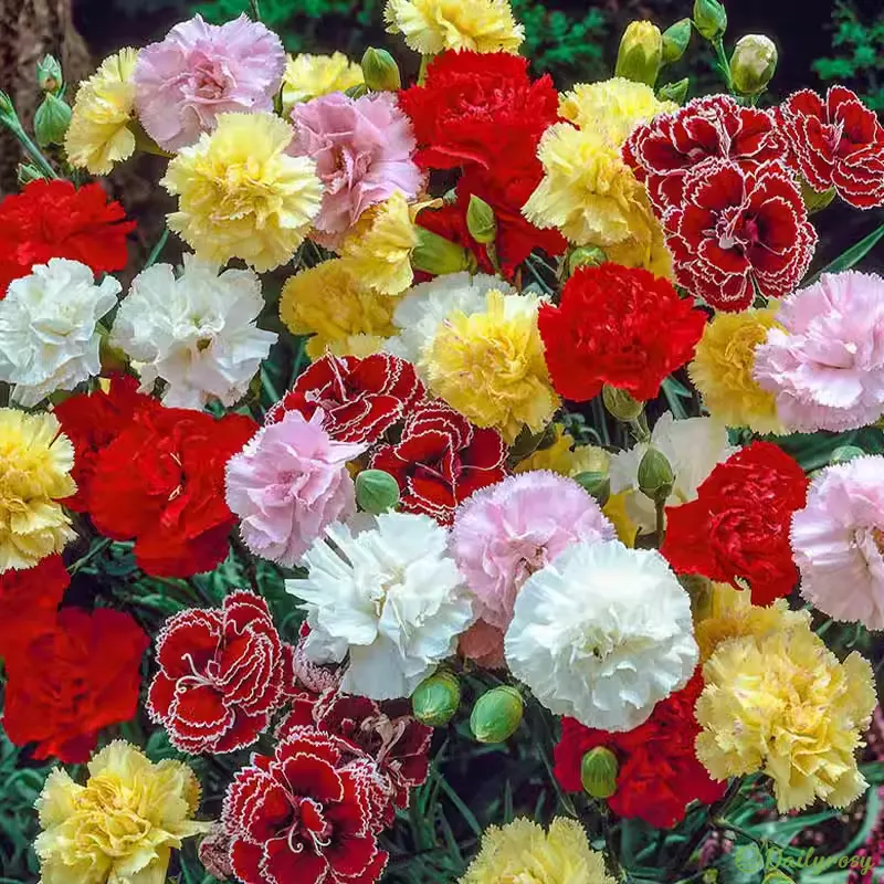 Double-Flowered Mixed Carnation Seeds