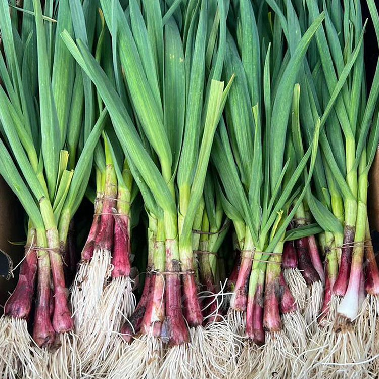 Garlic Sprout Seeds (Grow Quickly)