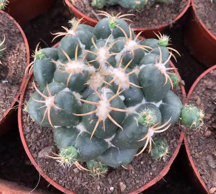 plant Aeonium Echeveria Haworthia  Caudex  Lithops Cactus  Agave 