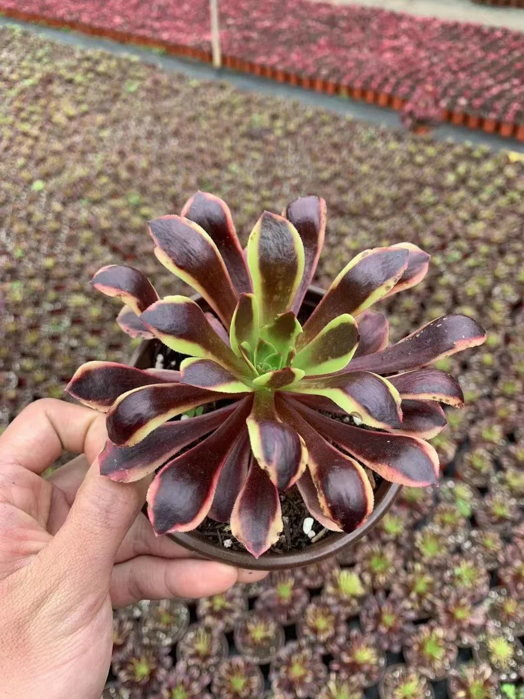 46. Super bang .single head and cutting / Aeonium Plants/ Succulent plants / Garden landscape / Carefully select healthy plants