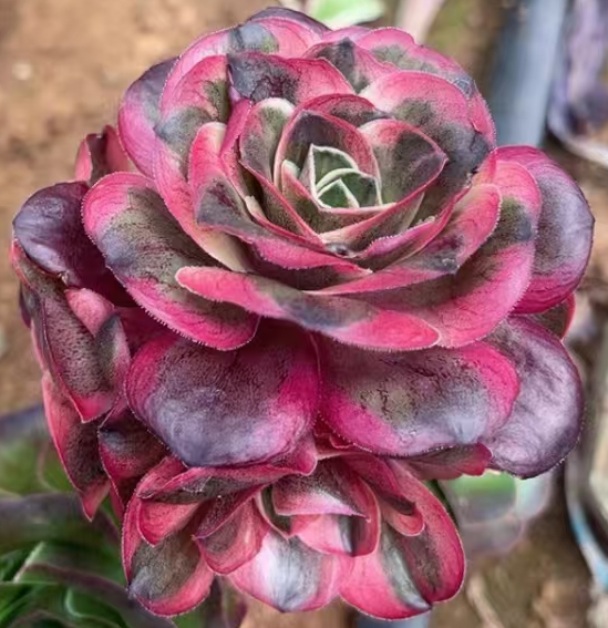 764.  Na fu cutting 5-6cm/Aeonium cutting /Aeonium plants  / Succulent plants / Garden landscape / Carefully select healthy plants