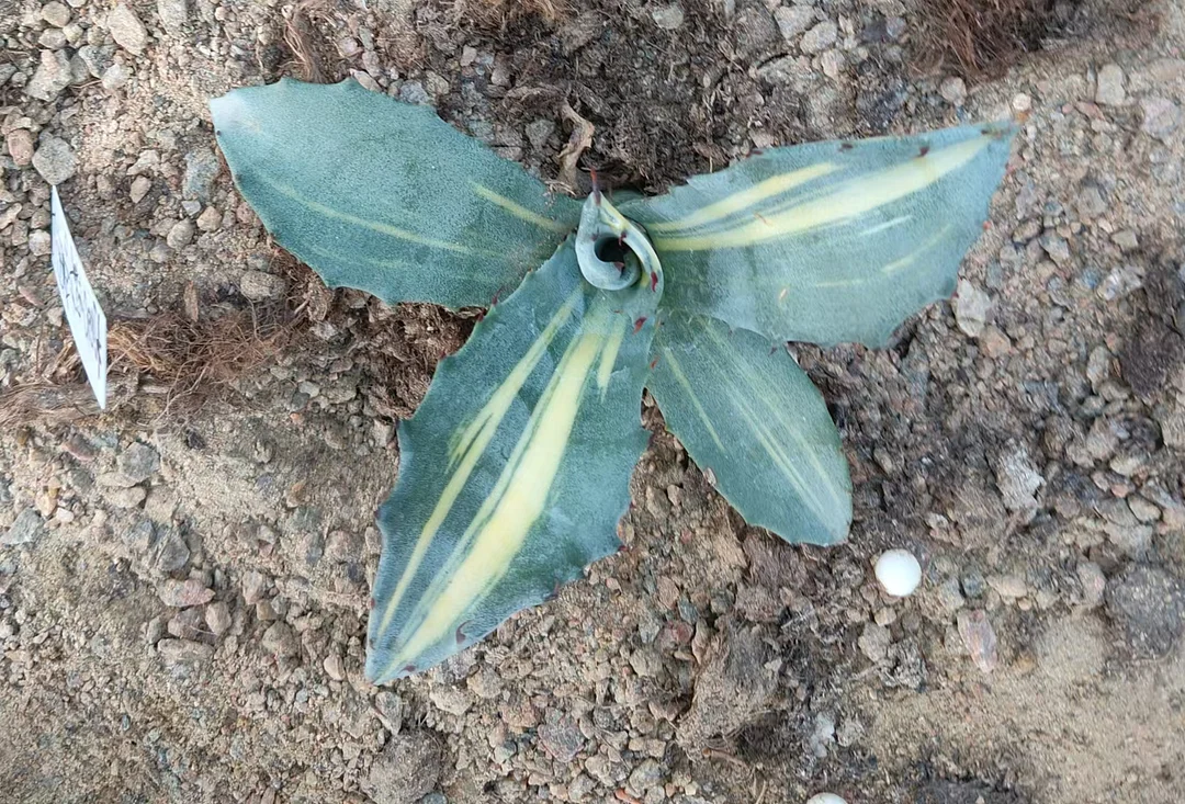 plant Aeonium Echeveria Haworthia  Caudex  Lithops Cactus  Agave 