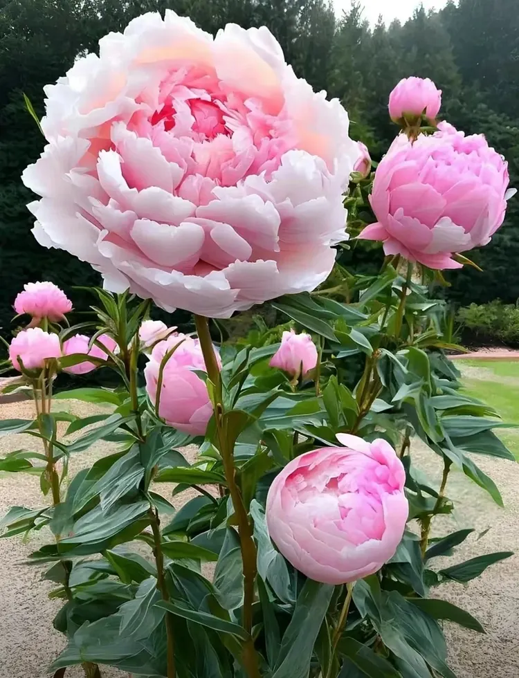 Peony Flower Seeds🌺Elegant Blooms for Your Garden✨