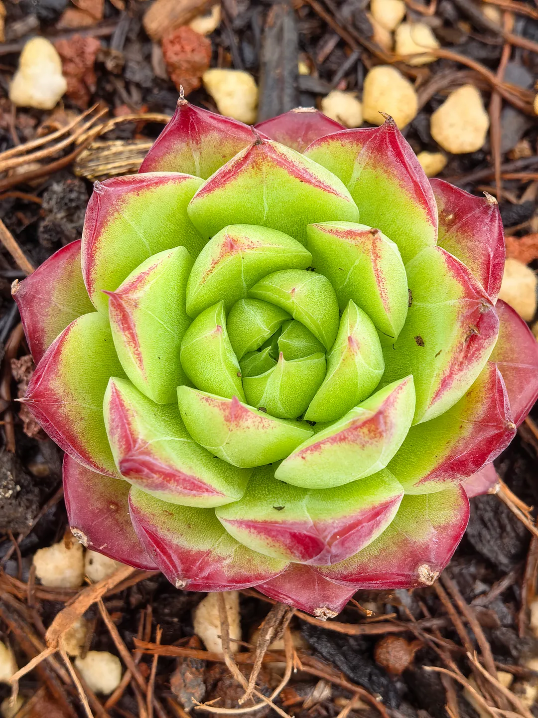 plant Aeonium Echeveria Haworthia  Caudex  Lithops Cactus  Agave 