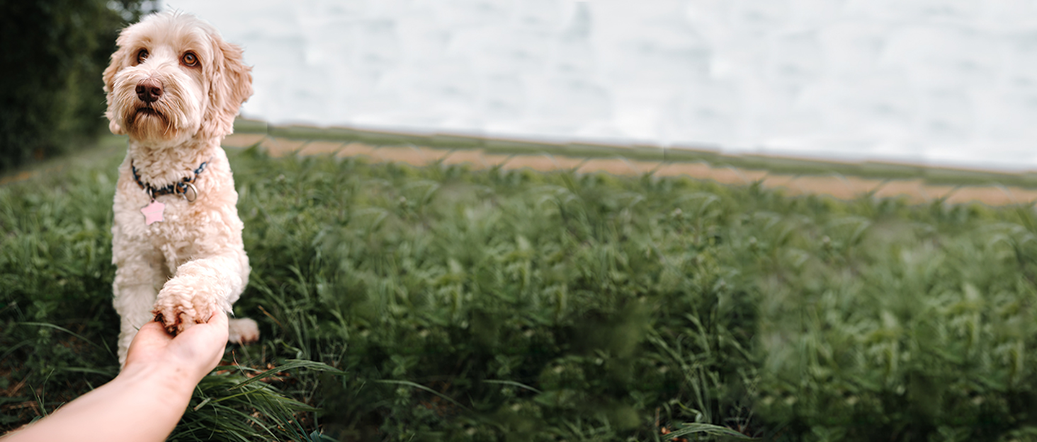 Mollypaws pet hair remover 