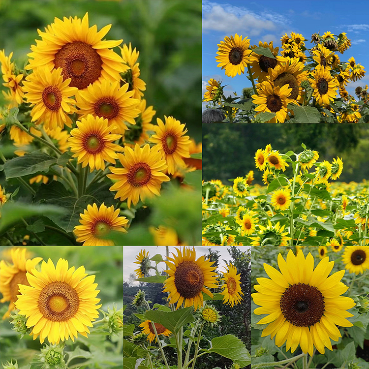 🔥Last Day Promotion 48% OFF-🌼-Multi-headed sunflower seeds- 98% Germination