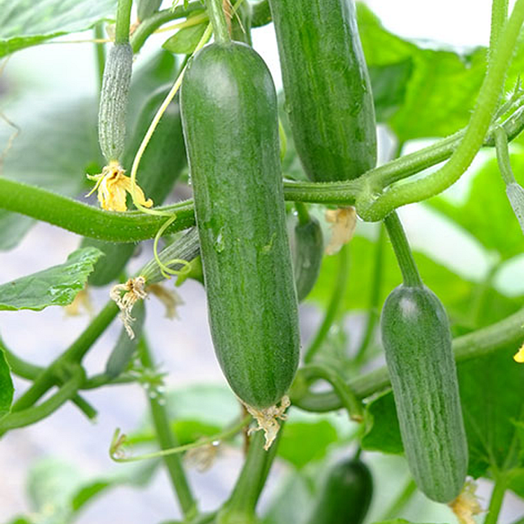 Mini Munch Hybrid Cucumber, Cucumber Seeds: Totally Tomatoes