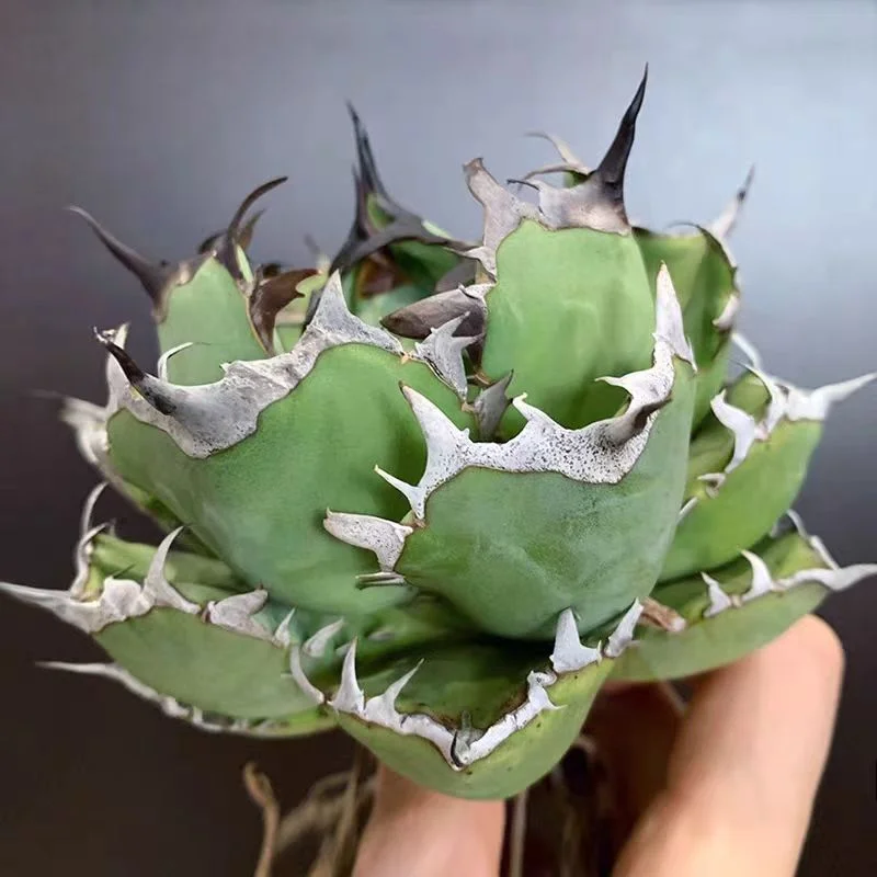 plant Aeonium Echeveria Haworthia  Caudex  Lithops Cactus  Agave 