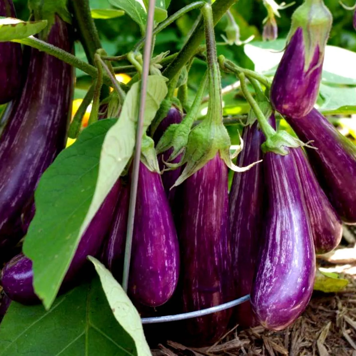 🍆 Nubia Eggplant Vegetable Seeds-Striped eggplant