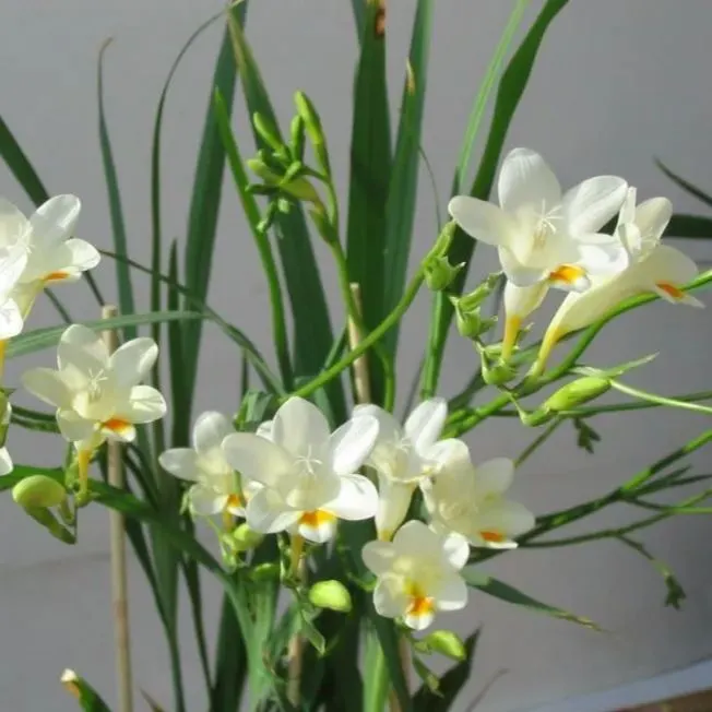 🌼Fragrant Freesia Bulbs – A Burst of Color and Scent in Every Bloom