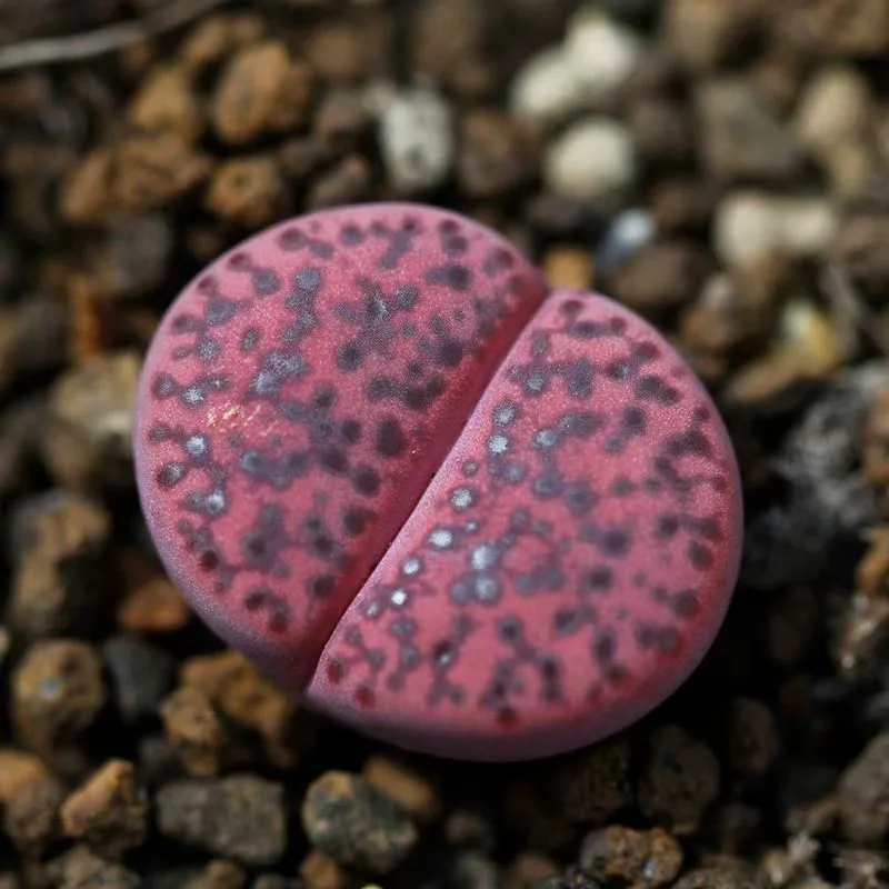 1056. C393A Lithops bromfieldii var. GLAUDINAE 1-1.5cm/ Lithops and Conophytum/ Succulent plants / Garden landscape / Carefully select healthy plants105