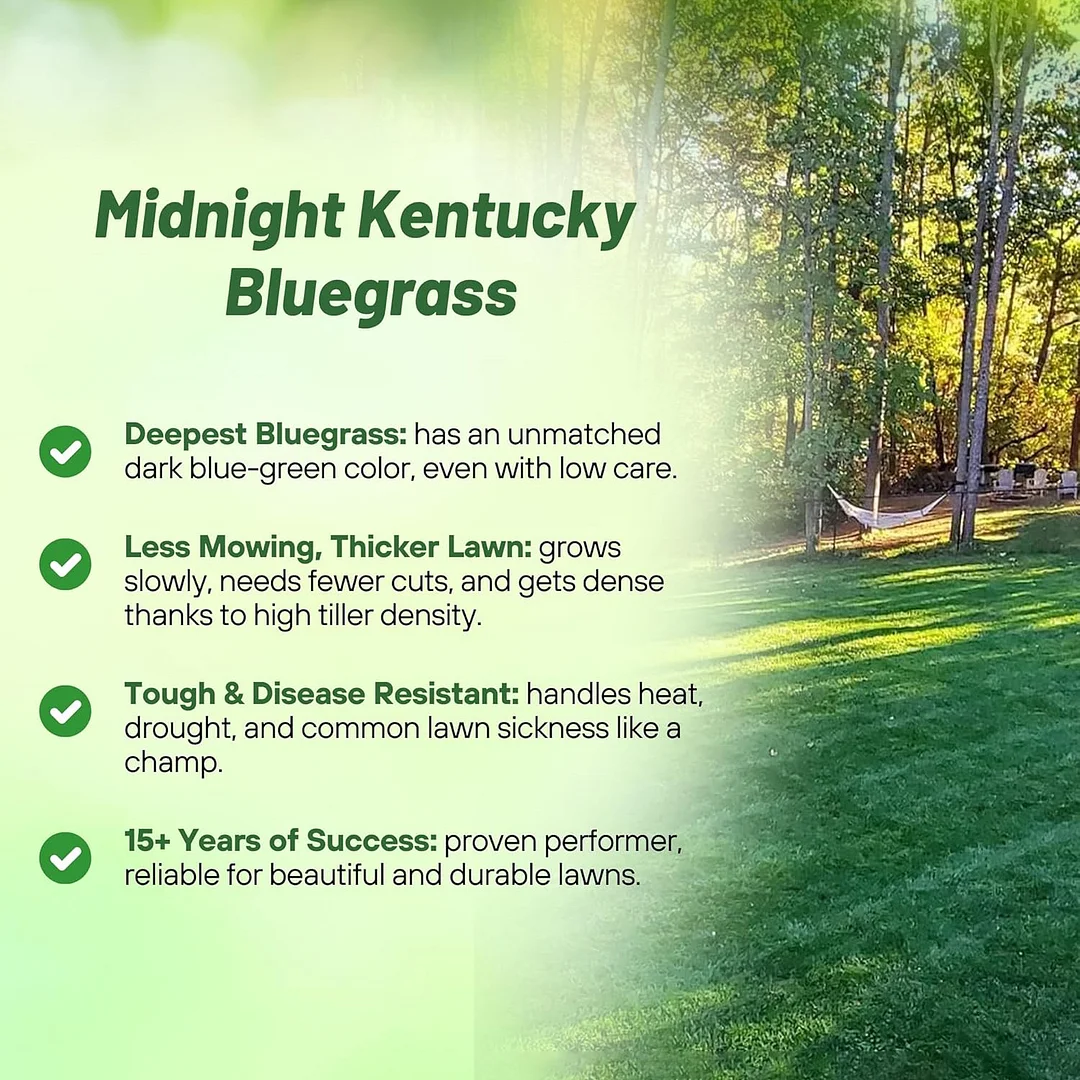 Kentucky Bluegrass - Midnight