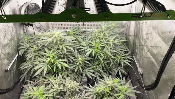 A Comprehensive Guide to Setting Up Your Growline720 LED Grow Light