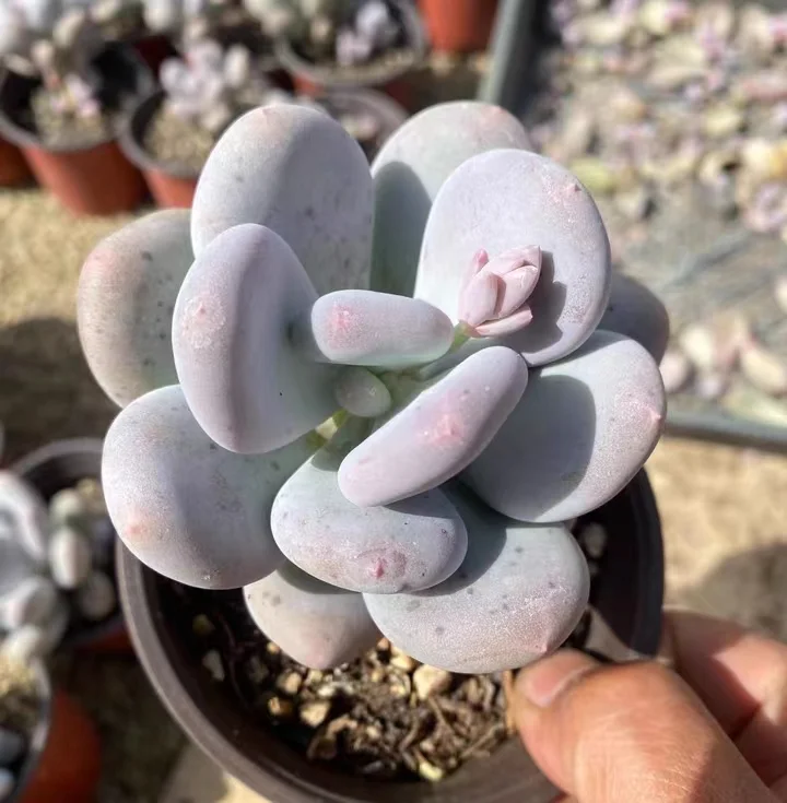 plant Aeonium Echeveria Haworthia  Caudex  Lithops Cactus  Agave 