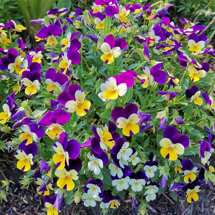 Pansy Seeds - Mix