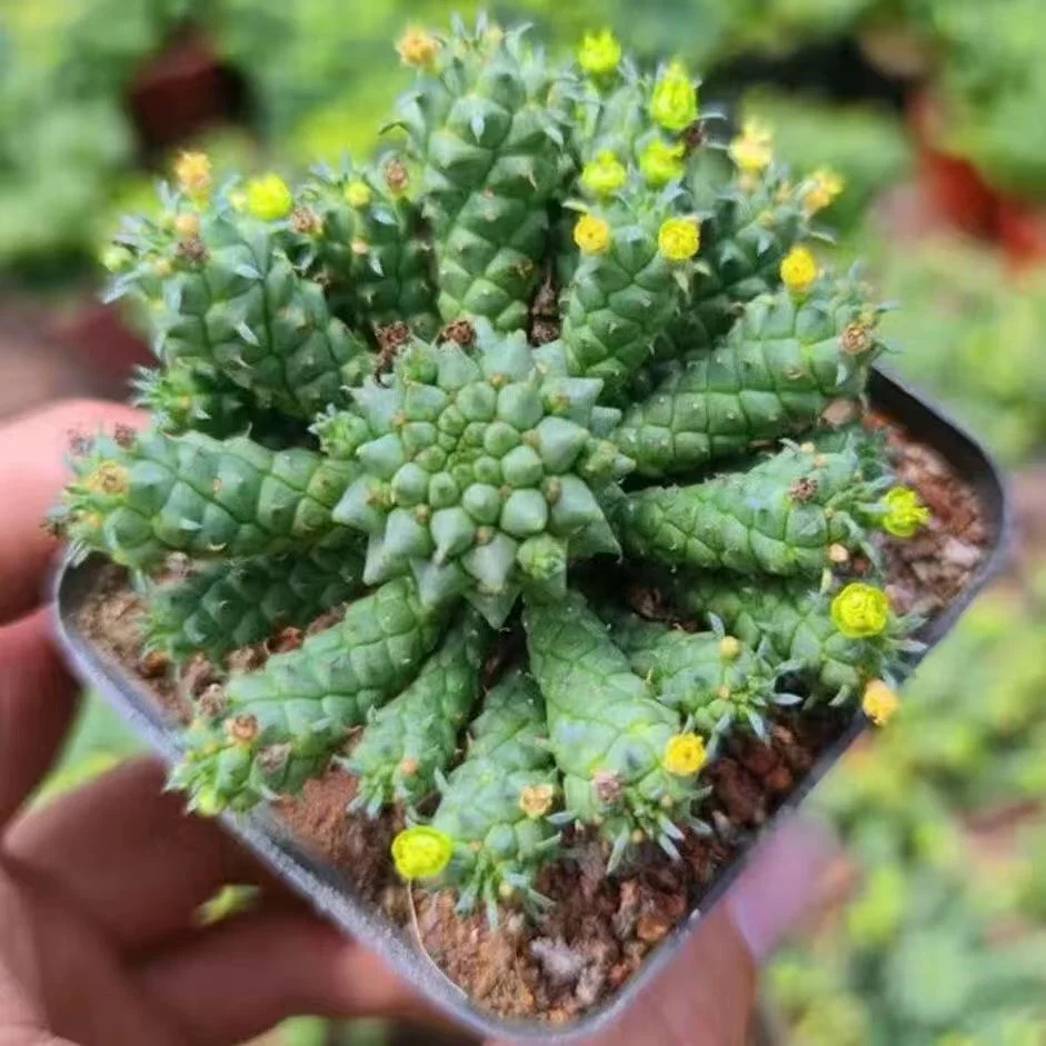 plant Aeonium Echeveria Haworthia  Caudex  Lithops Cactus  Agave 