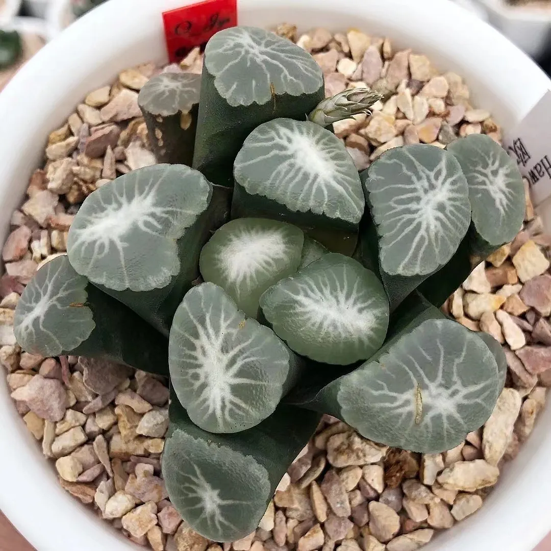plant Aeonium Echeveria Haworthia  Caudex  Lithops Cactus  Agave 