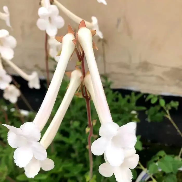 plant Aeonium Echeveria Haworthia  Caudex  Lithops Cactus  Agave 