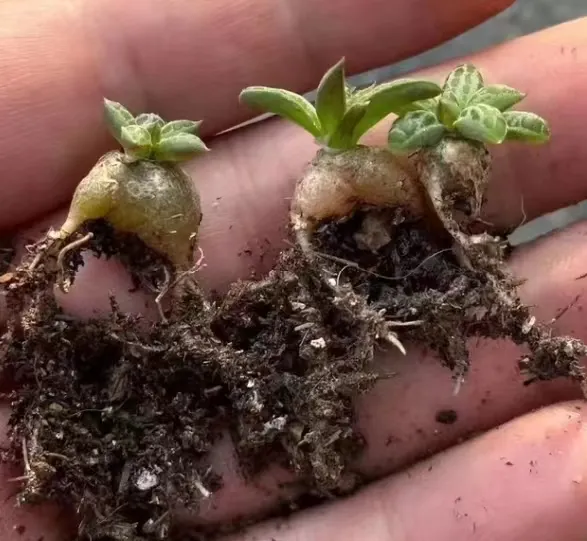 plant Aeonium Echeveria Haworthia  Caudex  Lithops Cactus  Agave 