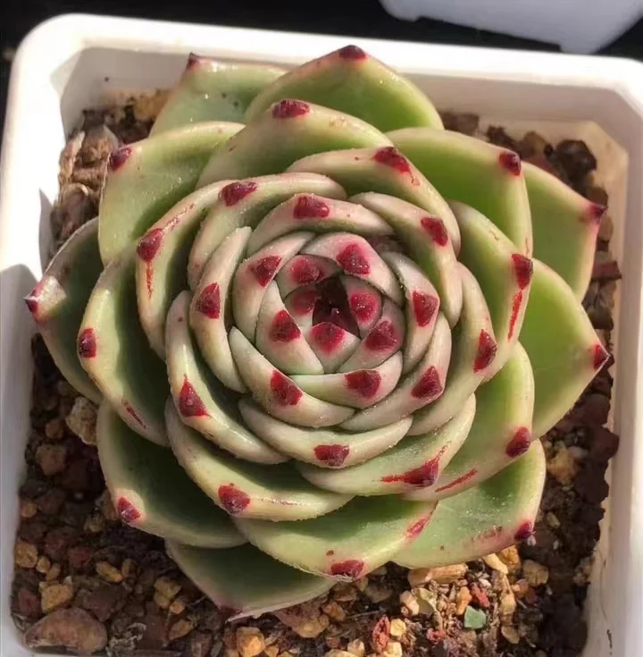 493.Echeveria   Blue Dragon. single head 5-6cm/ Echeveria/ Succulent plants / Garden landscape / Carefully select healthy plants