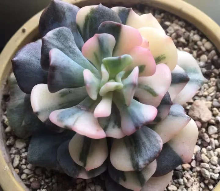 plant Aeonium Echeveria Haworthia  Caudex  Lithops Cactus  Agave 